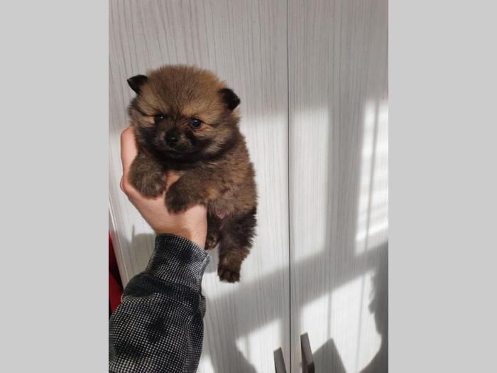 na prodaju štenci pomeranaca besplatni mali oglasi