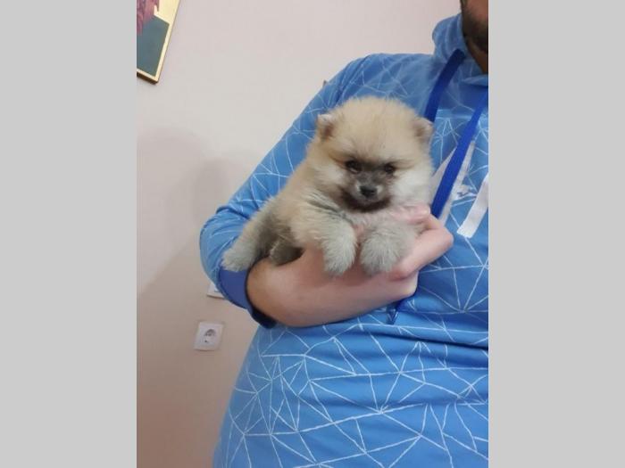 na prodaju štenci pomeranaca besplatni mali oglasi