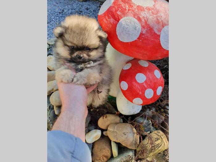 štenci pomeramca boo besplatni mali oglasi
