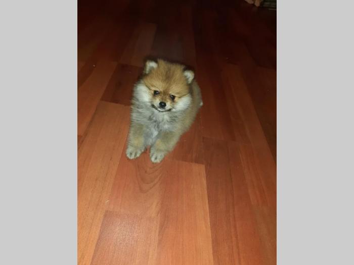 štenci pomeranca boo besplatni mali oglasi