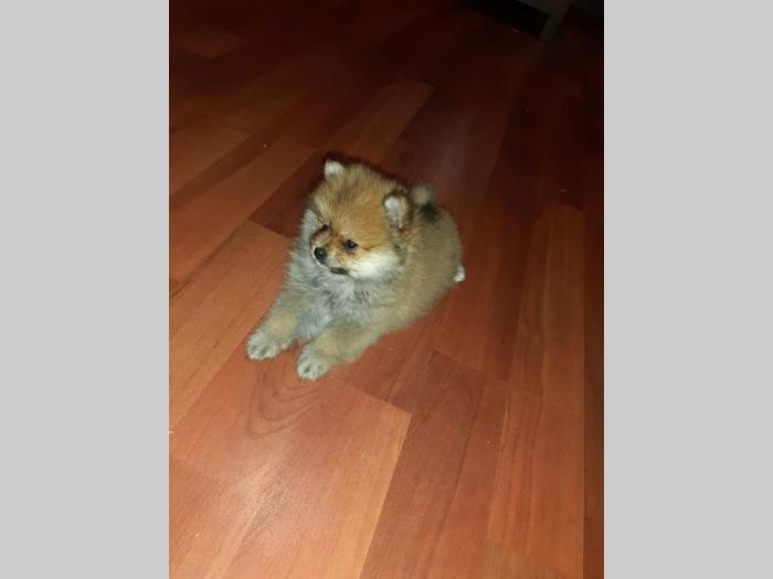 štenci pomeranca boo besplatni mali oglasi
