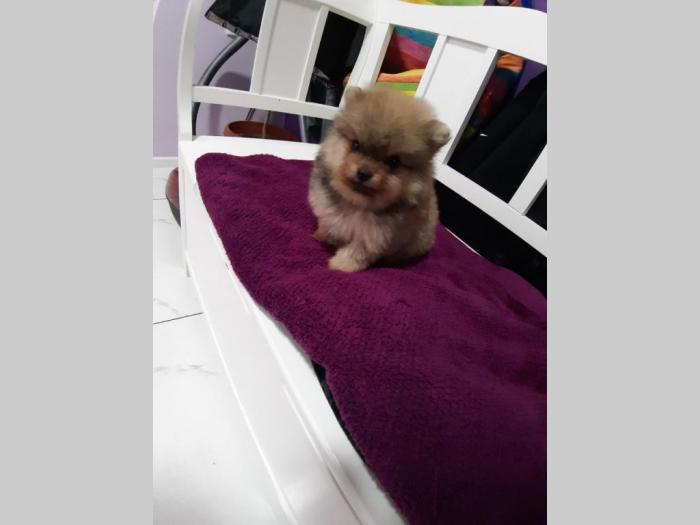 štenci pomeranca boo besplatni mali oglasi