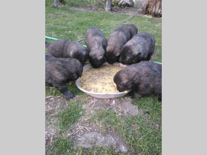 štenci šarplaninaca šampionskog porekla besplatni mali oglasi