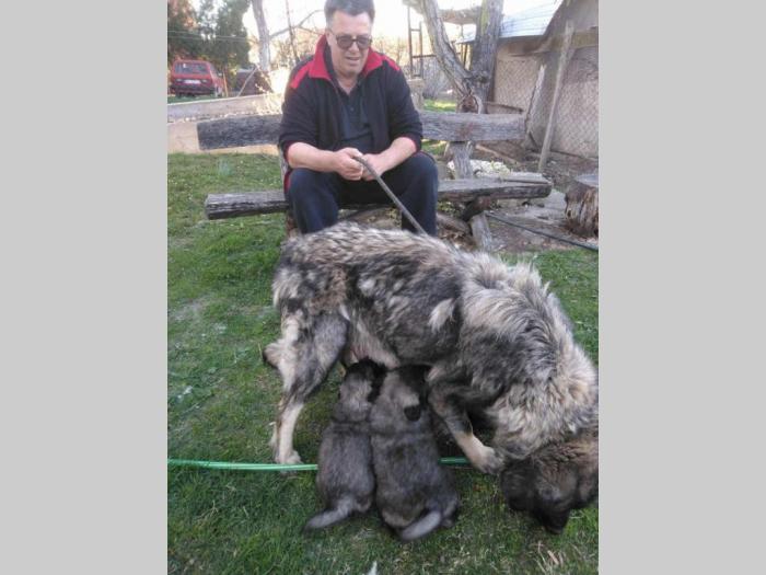 štenci šarplaninaca šampionskog porekla besplatni mali oglasi