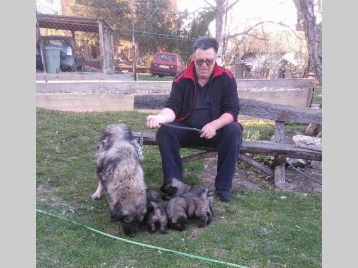 štenci šarplaninaca šampionskog porekla besplatni mali oglasi