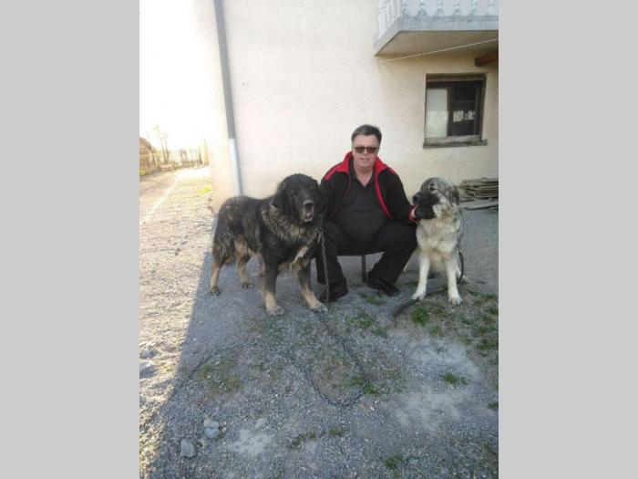 štenci šarplaninaca šampionskog porekla besplatni mali oglasi