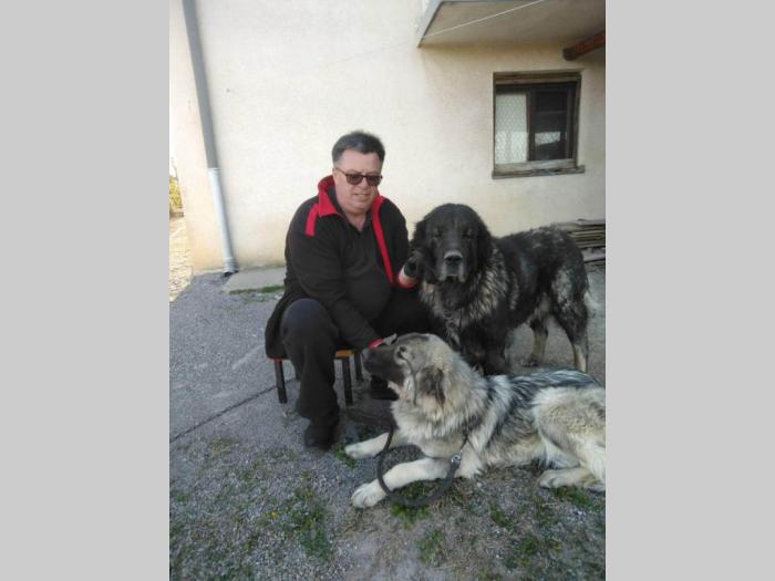 štenci šarplaninaca šampionskog porekla besplatni mali oglasi