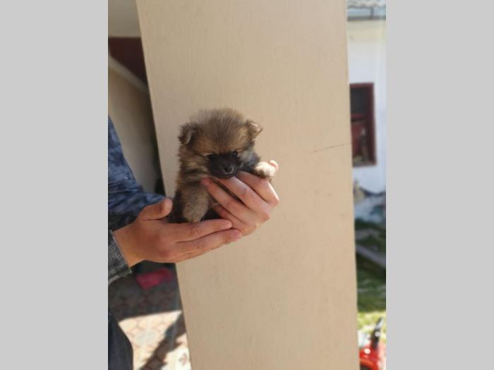 prelepo odlakani štenci pomeranaca besplatni mali oglasi
