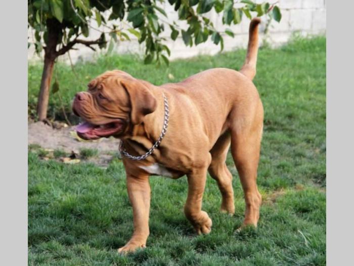ženka bordoške doge giorgia besplatni mali oglasi