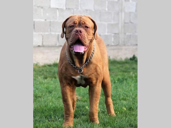 ženka bordoške doge giorgia besplatni mali oglasi