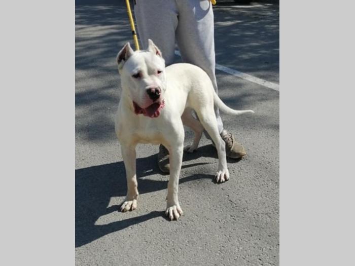 dogo argentino star 9 meseci besplatni mali oglasi