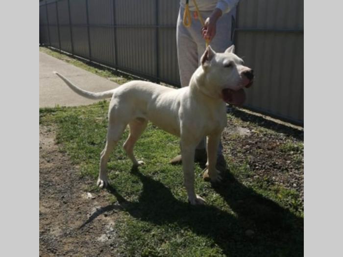dogo argentino star 9 meseci besplatni mali oglasi