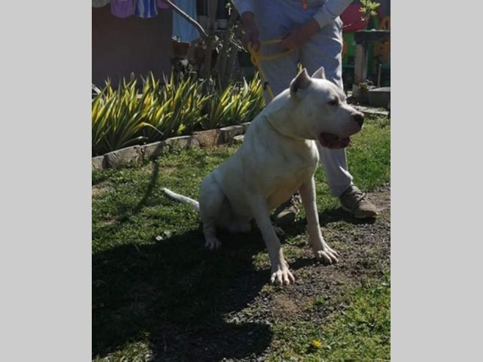 dogo argentino star 9 meseci besplatni mali oglasi