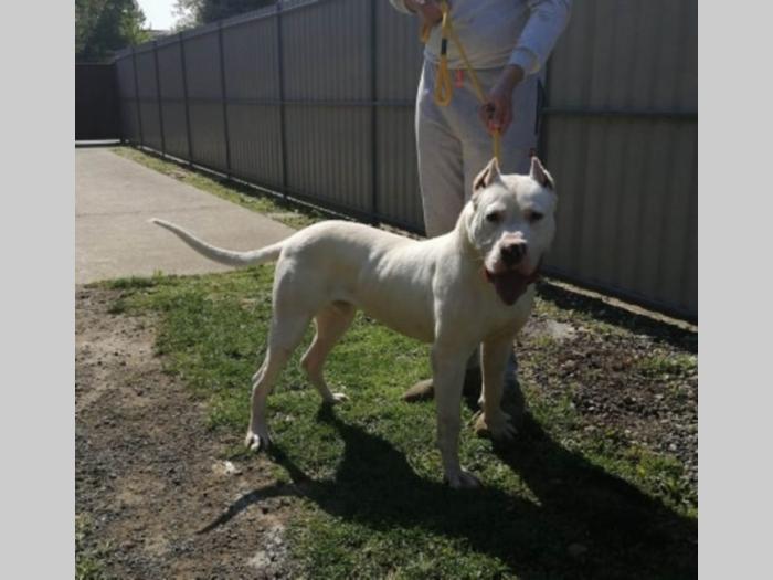 dogo argentino star 9 meseci besplatni mali oglasi
