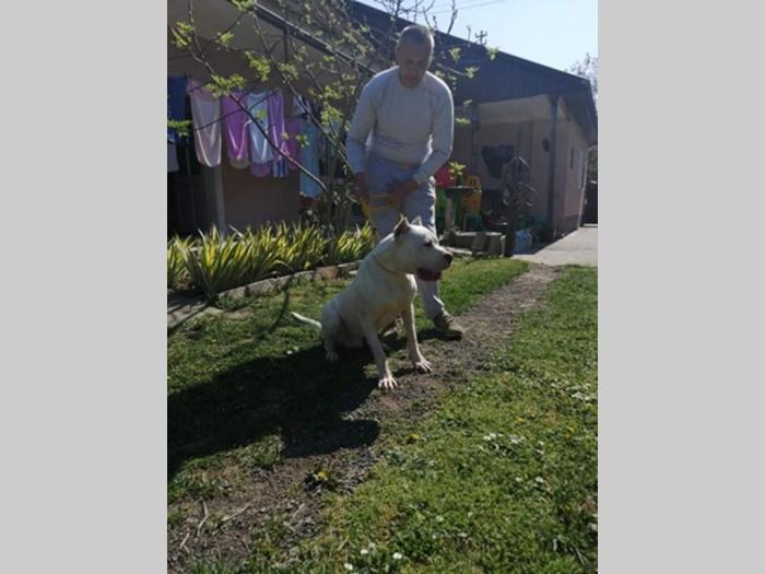 dogo argentino star 9 meseci besplatni mali oglasi