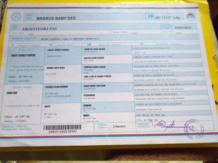 dogo argentino star 9 meseci besplatni mali oglasi