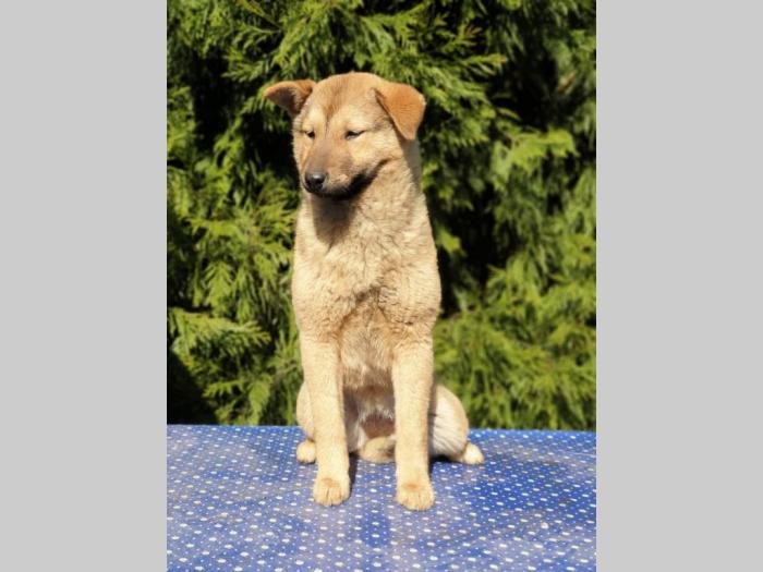 koreanski jindo pas štenci besplatni mali oglasi