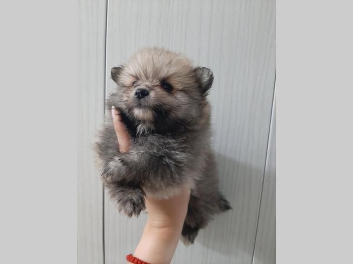 štenci pomeranaca na prodaju besplatni mali oglasi