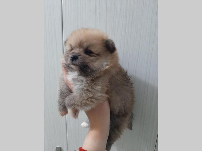 štenci pomeranaca na prodaju besplatni mali oglasi
