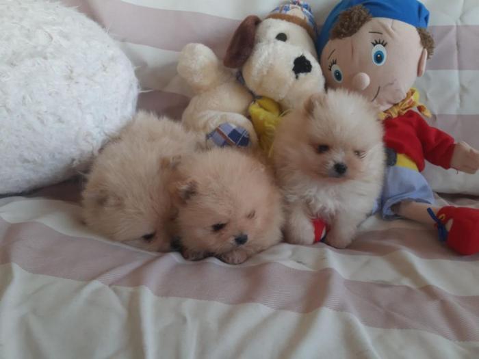 pomeranci boo original besplatni mali oglasi