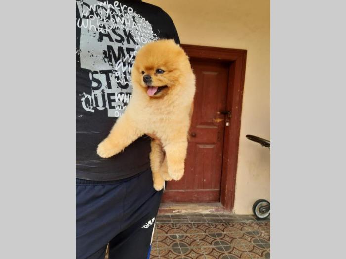 pomeranci boo original besplatni mali oglasi