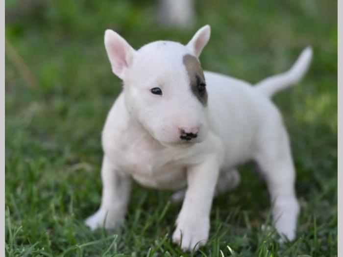 engleski bull terier standard štenci besplatni mali oglasi