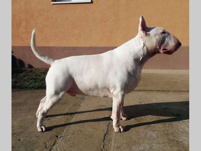 engleski bull terier standard štenci besplatni mali oglasi