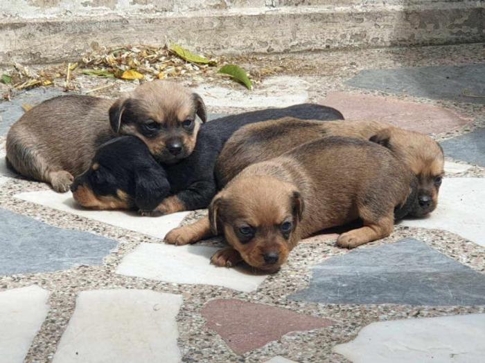 jazavičar štenci na prodaju besplatni mali oglasi