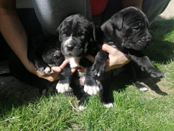 cane corso napredni štenci besplatni mali oglasi