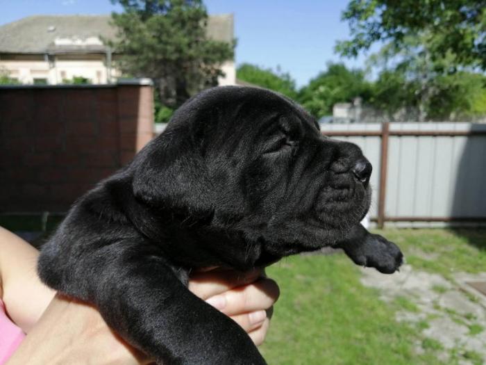 cane corso napredni štenci besplatni mali oglasi