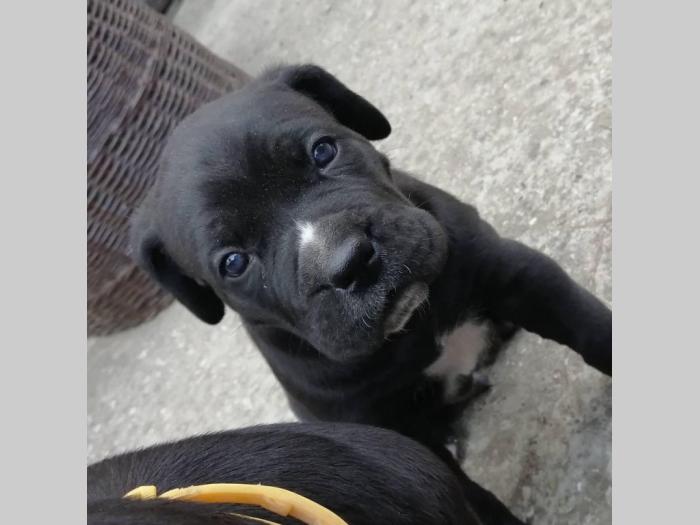 cane corso napredni štenci besplatni mali oglasi