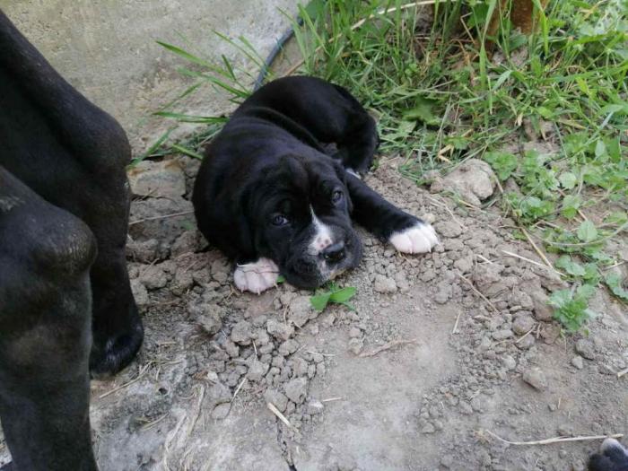 cane corso napredni štenci besplatni mali oglasi