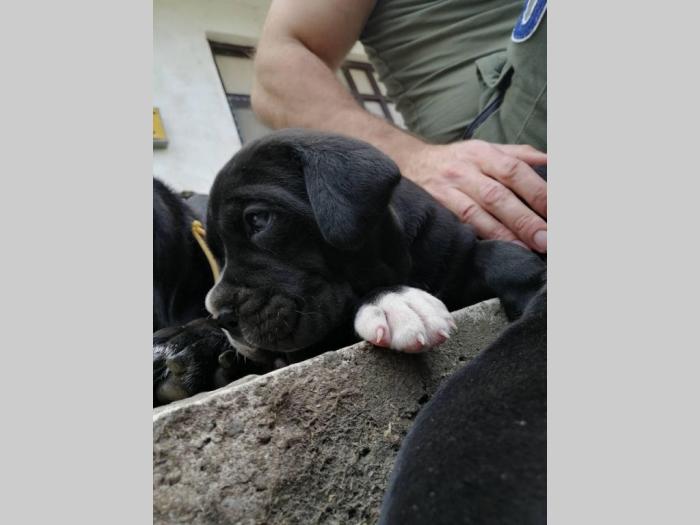 cane corso napredni štenci besplatni mali oglasi