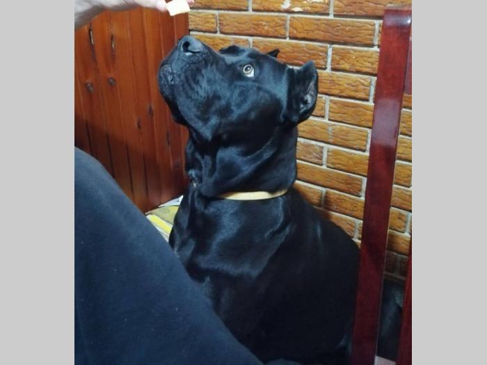 cane corso napredni štenci besplatni mali oglasi