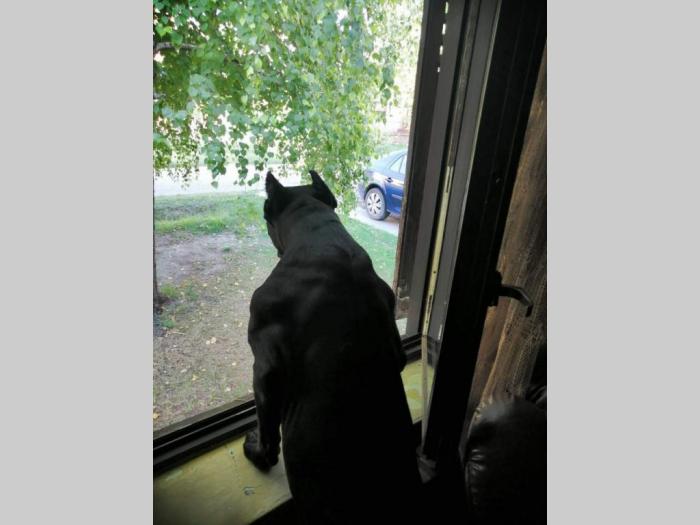 cane corso napredni štenci besplatni mali oglasi