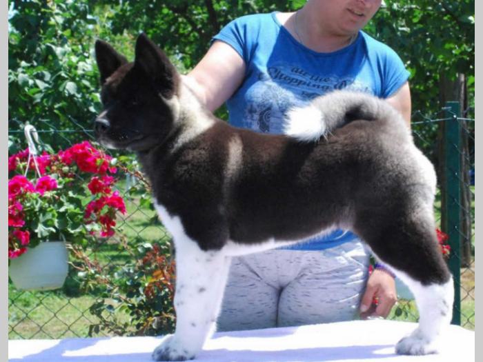 američka akita štenci stari 3 meseca besplatni mali oglasi