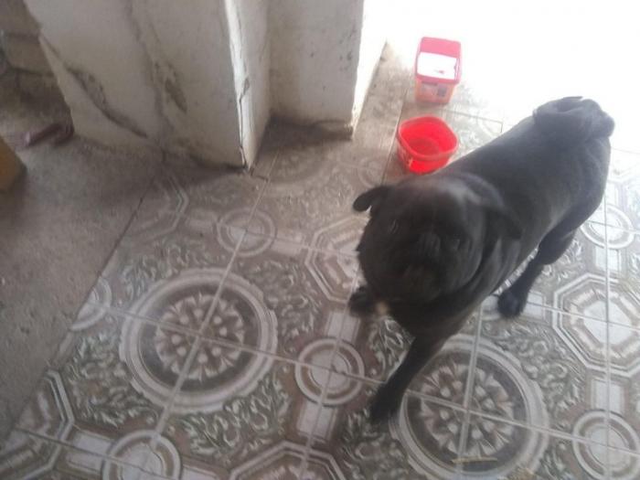 crno muško štene mopsa besplatni mali oglasi