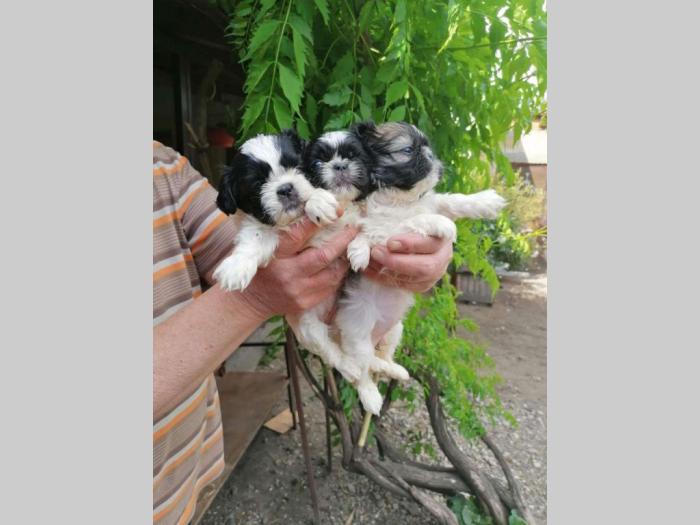 ši cu štenci od odličnih roditelja besplatni mali oglasi