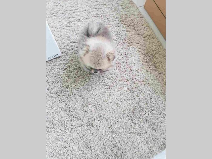 štenci pomeranca na prodaju besplatni mali oglasi