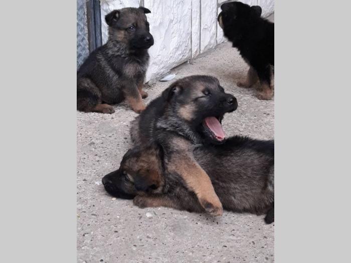 nemački ovčar štenci besplatni mali oglasi