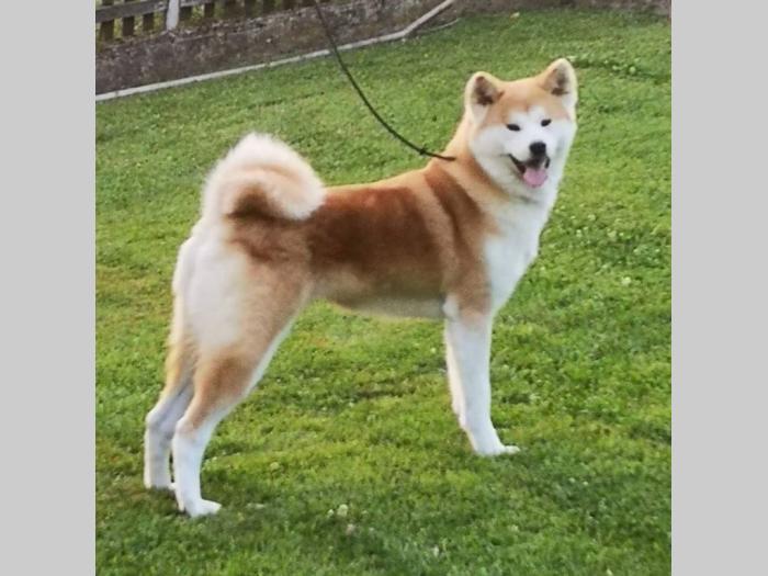 akita inu besplatni mali oglasi