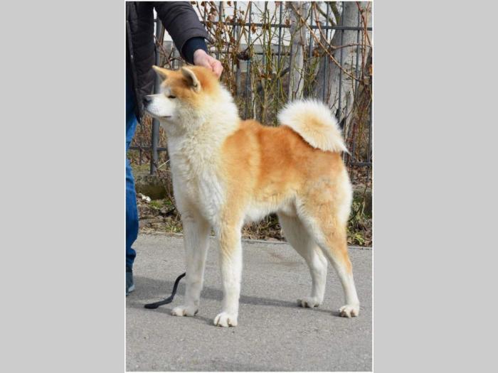 akita inu besplatni mali oglasi