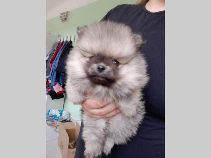 štenci pomeranaca boo na prodaju besplatni mali oglasi
