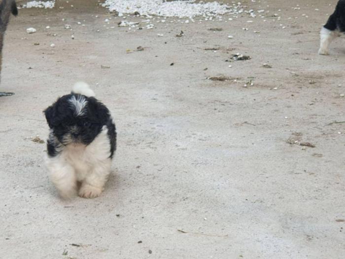 prodajem štence ši cu, stari 50 dana besplatni mali oglasi