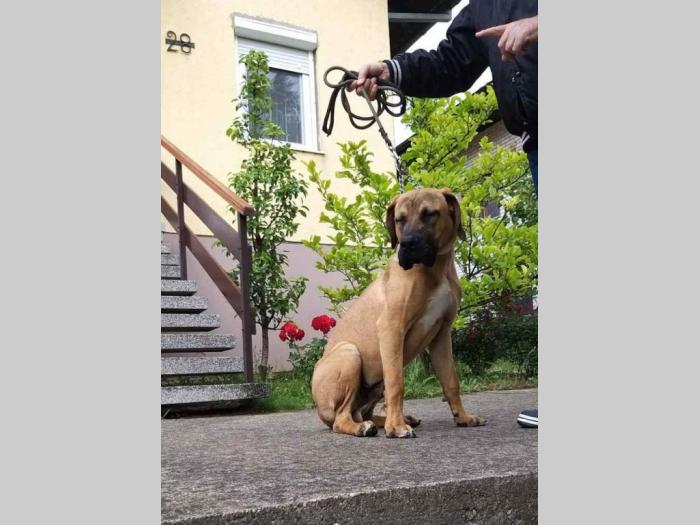 mužjak tosa inu na prodaju besplatni mali oglasi