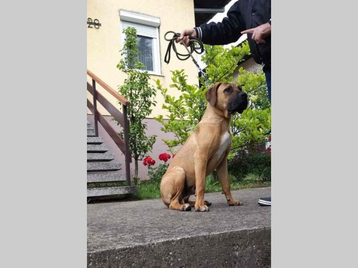 mužjak tosa inu na prodaju besplatni mali oglasi