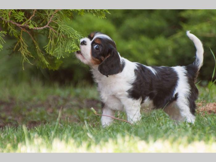 cavalier king charles španiel štenci besplatni mali oglasi