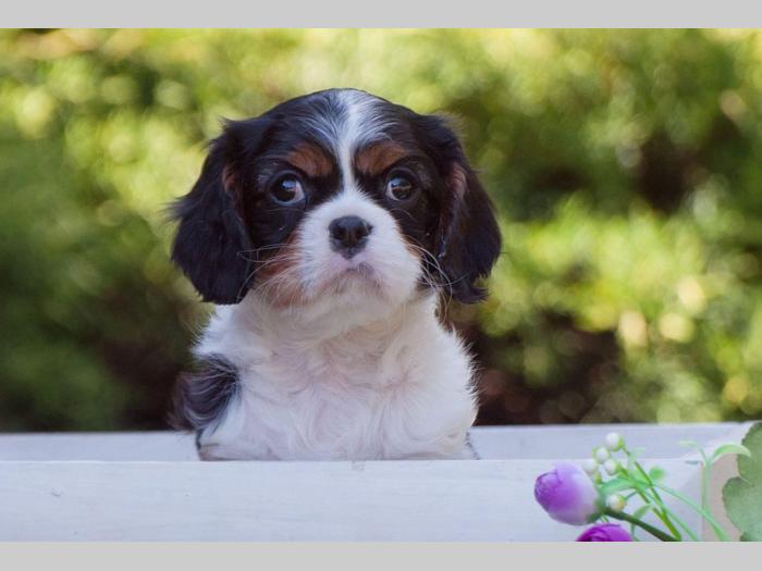 cavalier king charles španiel štenci besplatni mali oglasi