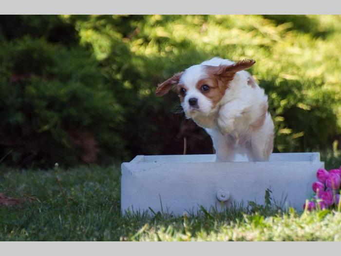 cavalier king charles španiel štenci besplatni mali oglasi
