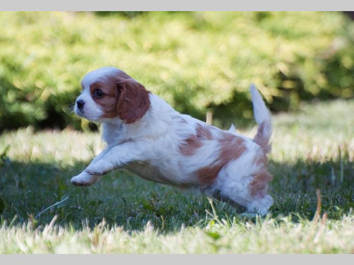 cavalier king charles španiel štenci besplatni mali oglasi